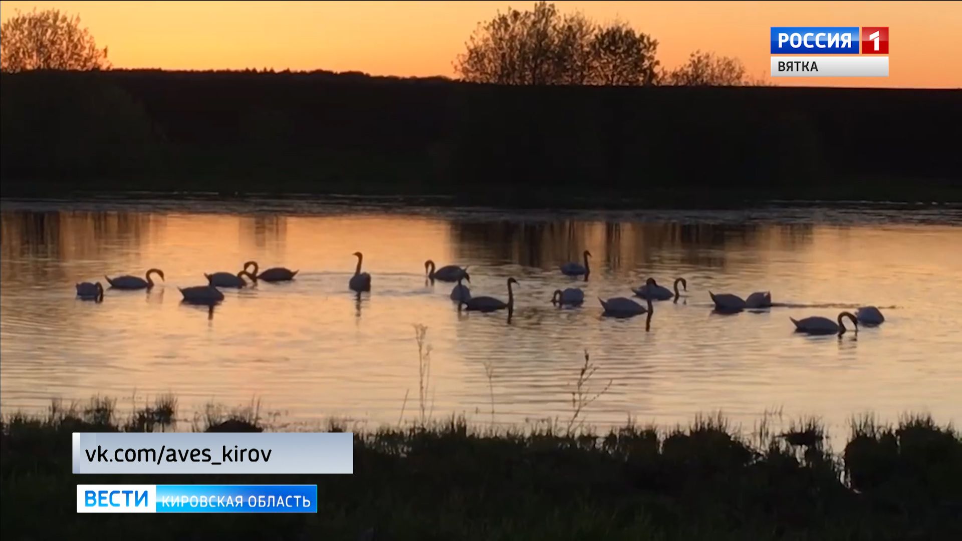 На Скоковском пруду заметили стаю лебедей