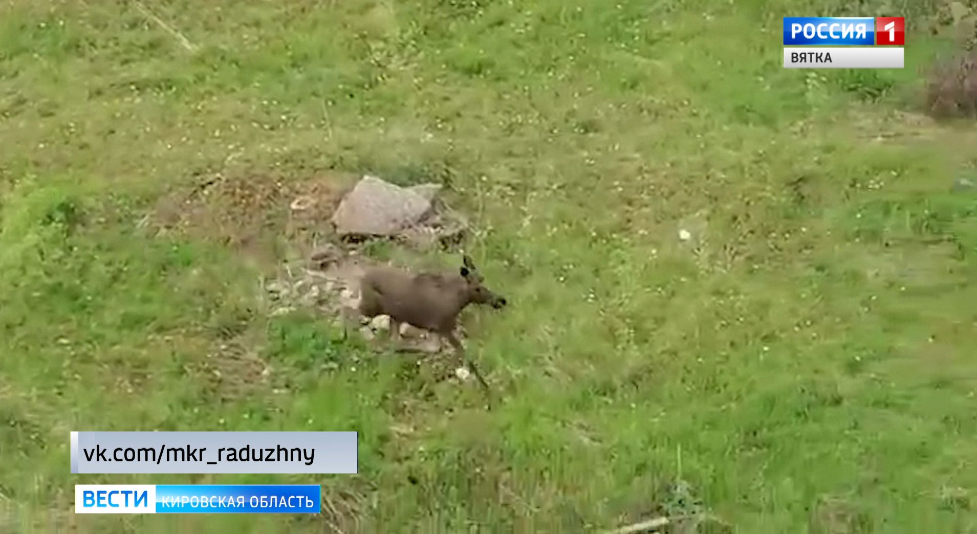 Жители Радужного сняли на видео бегающего лося