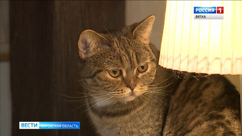 В Кирове волонтеры раздают кошек из котокафе