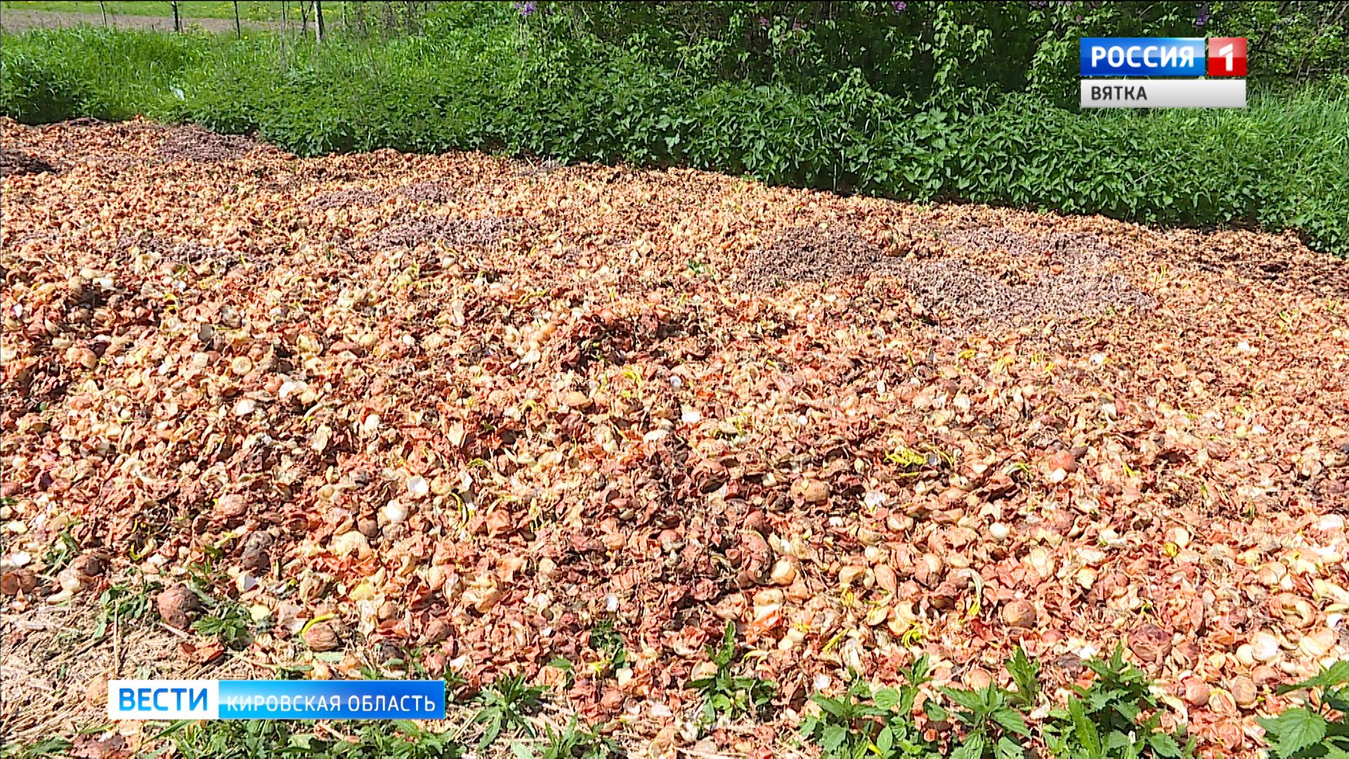 Жители деревни Петуховы пострадали от запаха луковой свалки