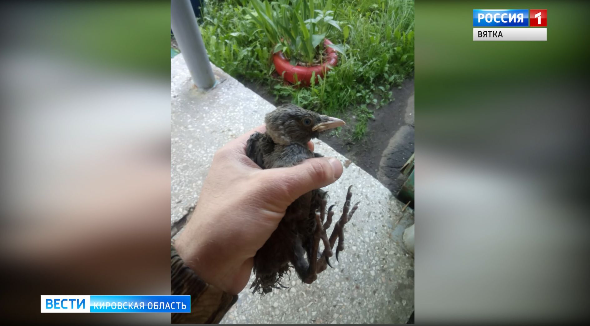 Жители Кирова спасли из вентиляции вороненка