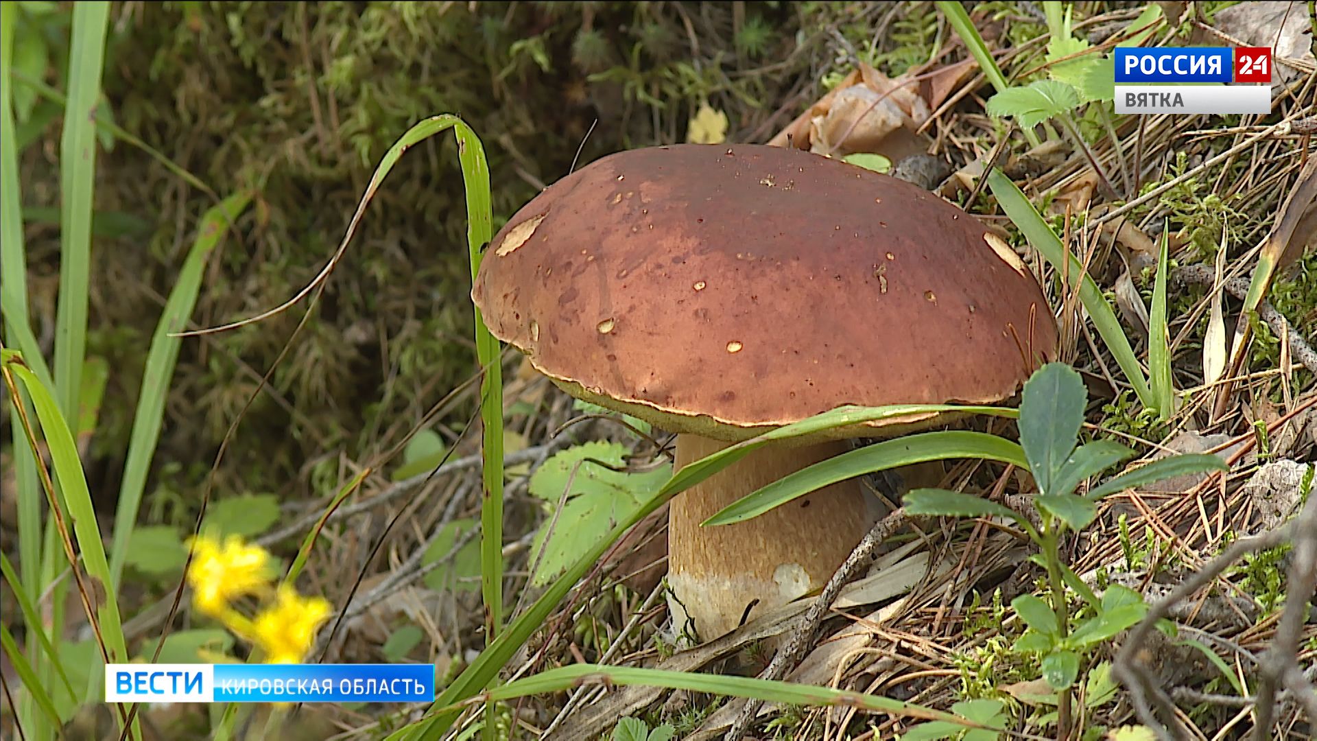 В Кирове оценили поправку в Конституцию о сохранении природного богатства