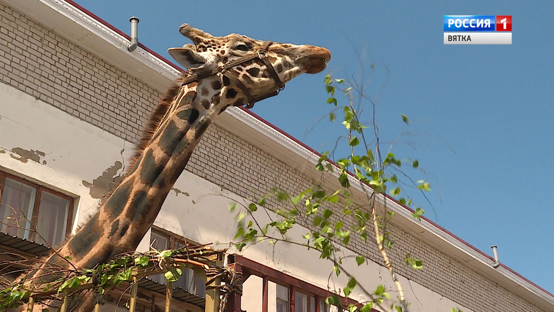 Вести. Кировская область (Россия-1) 08.06.2020