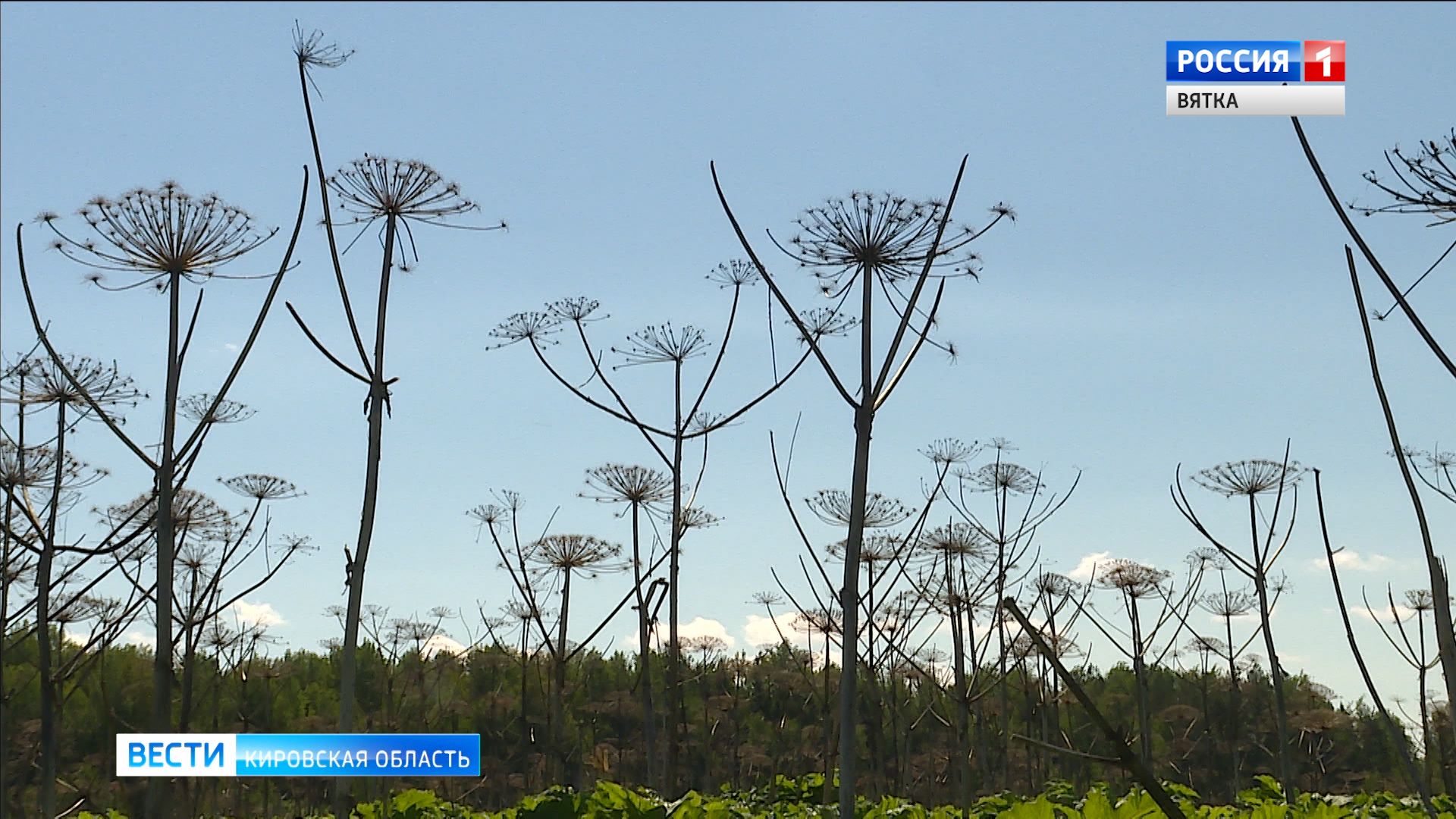 В Юрьянском районе оштрафуют хозяина поля с борщевиком