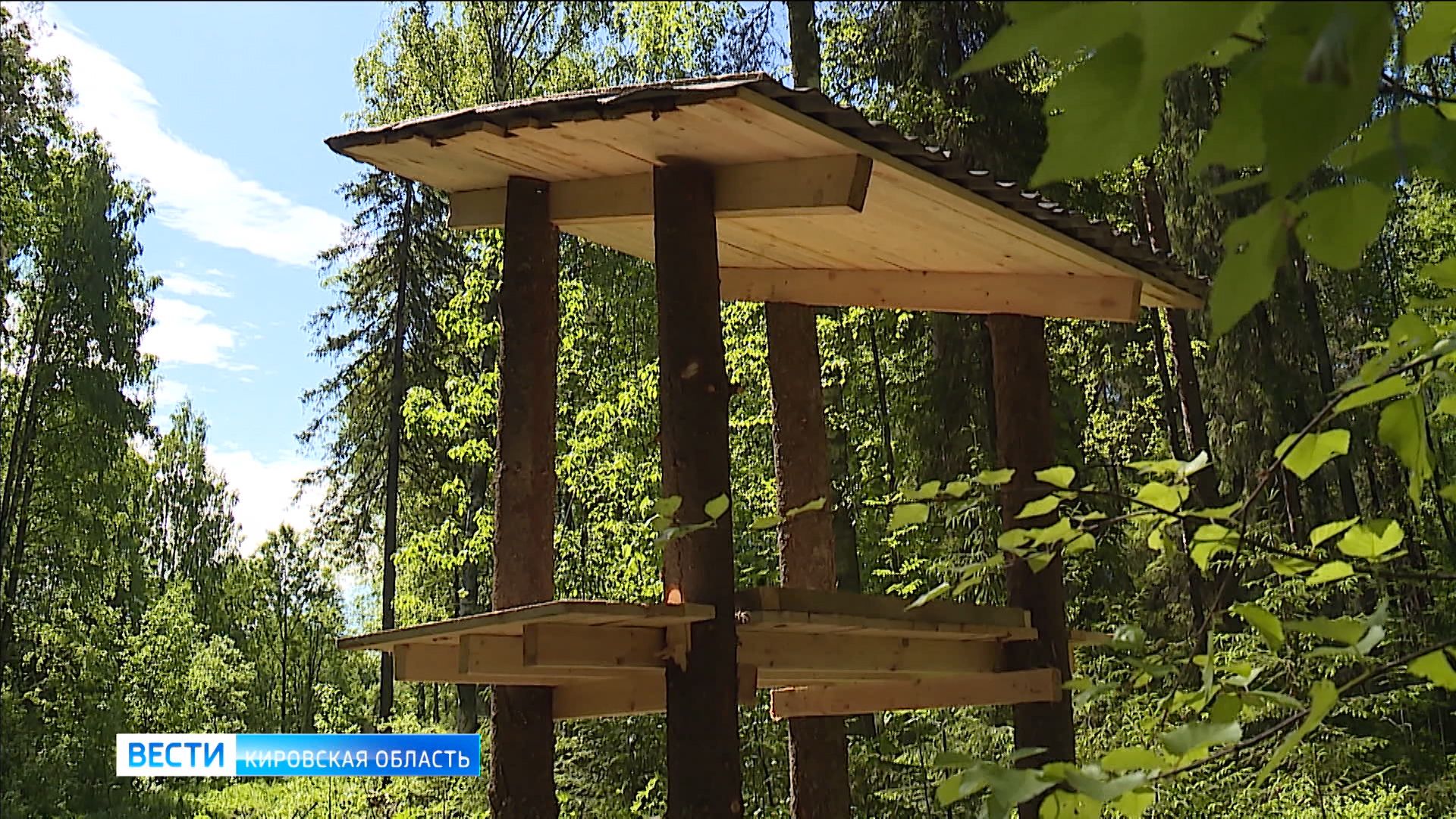 В Кировской области стало больше лосей и бурых медведей