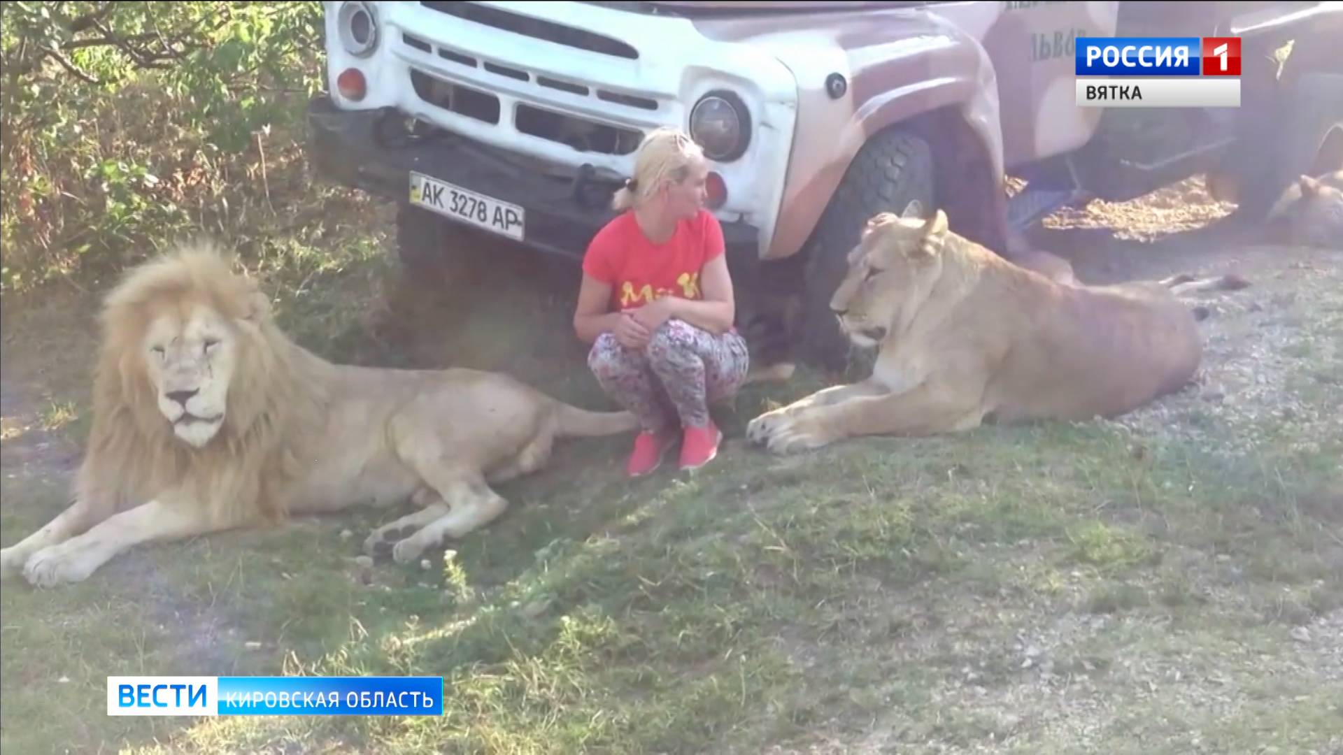 После нападения льва