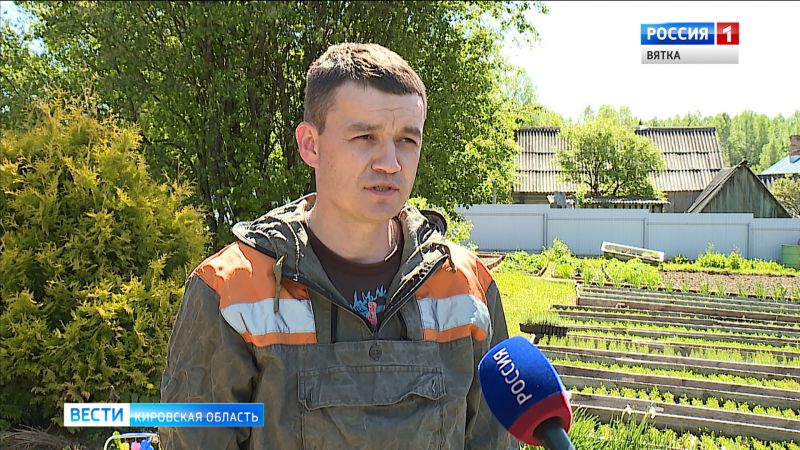 В Кировской области на месте вырубленного леса посадят новые деревья