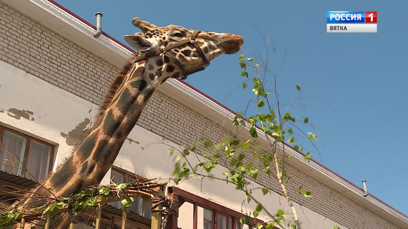 Вести. Кировская область (Россия-1) 08.06.2020