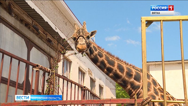 Жирафа, застрявшего в Кирове из-за коронавируса, вывели на прогулку