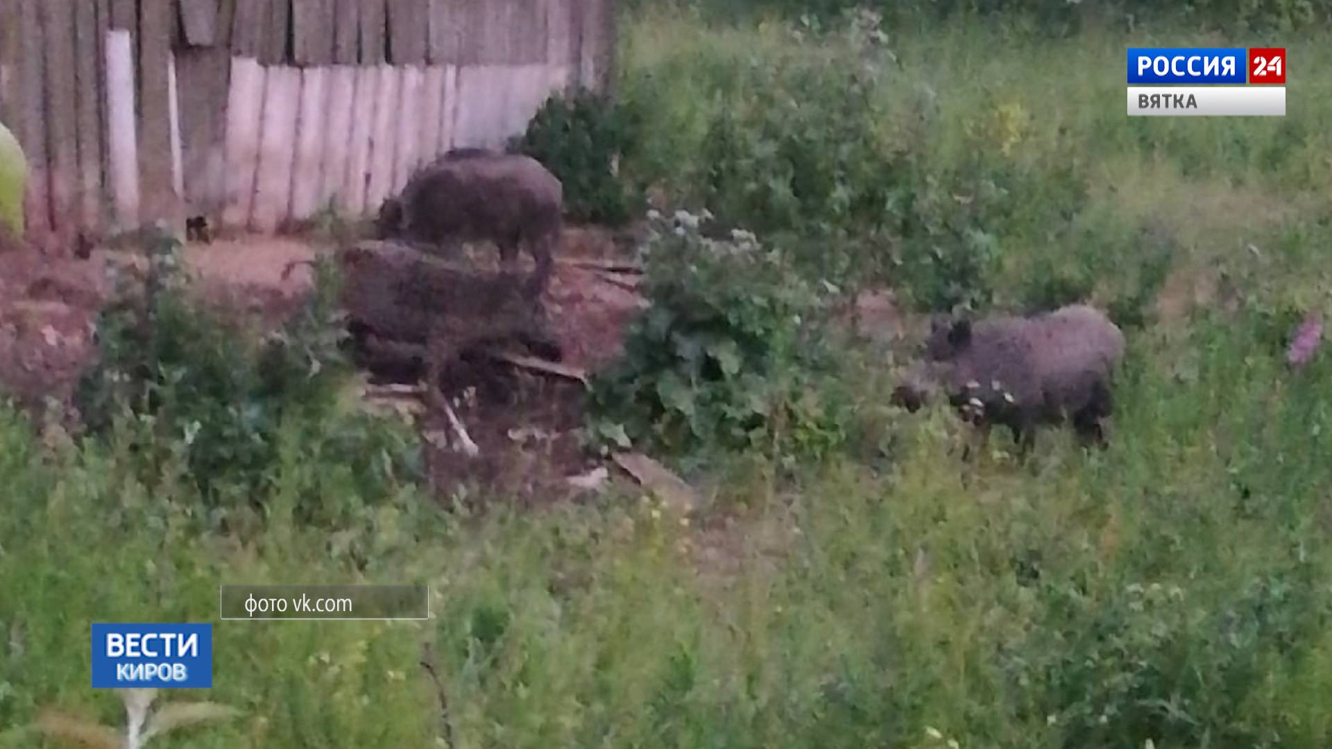 Жители Сунского района страдают от нашествия кабанов