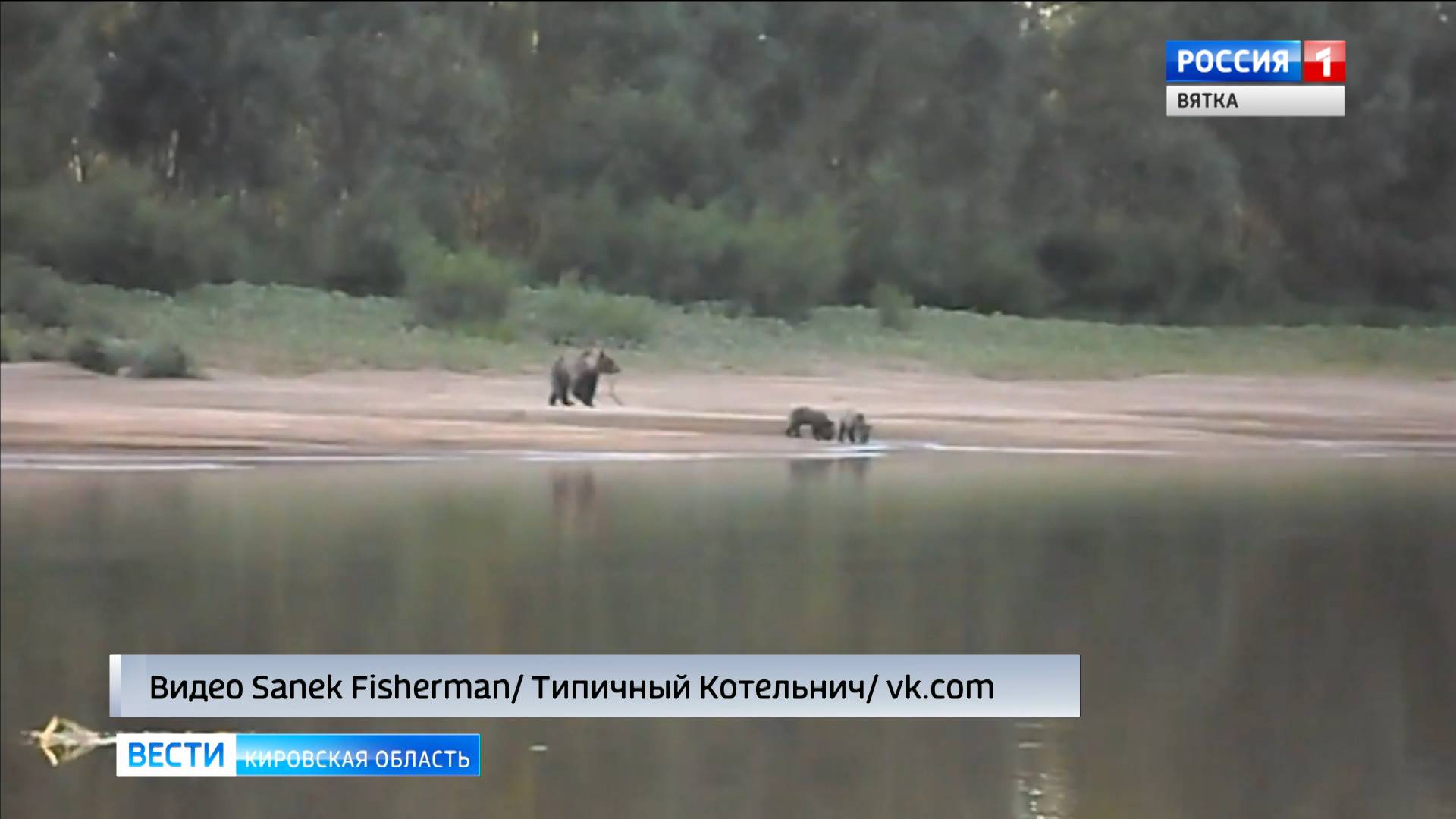 В Кировской области рыбак заснял медведицу с медвежатами, вышедшими на берег реки