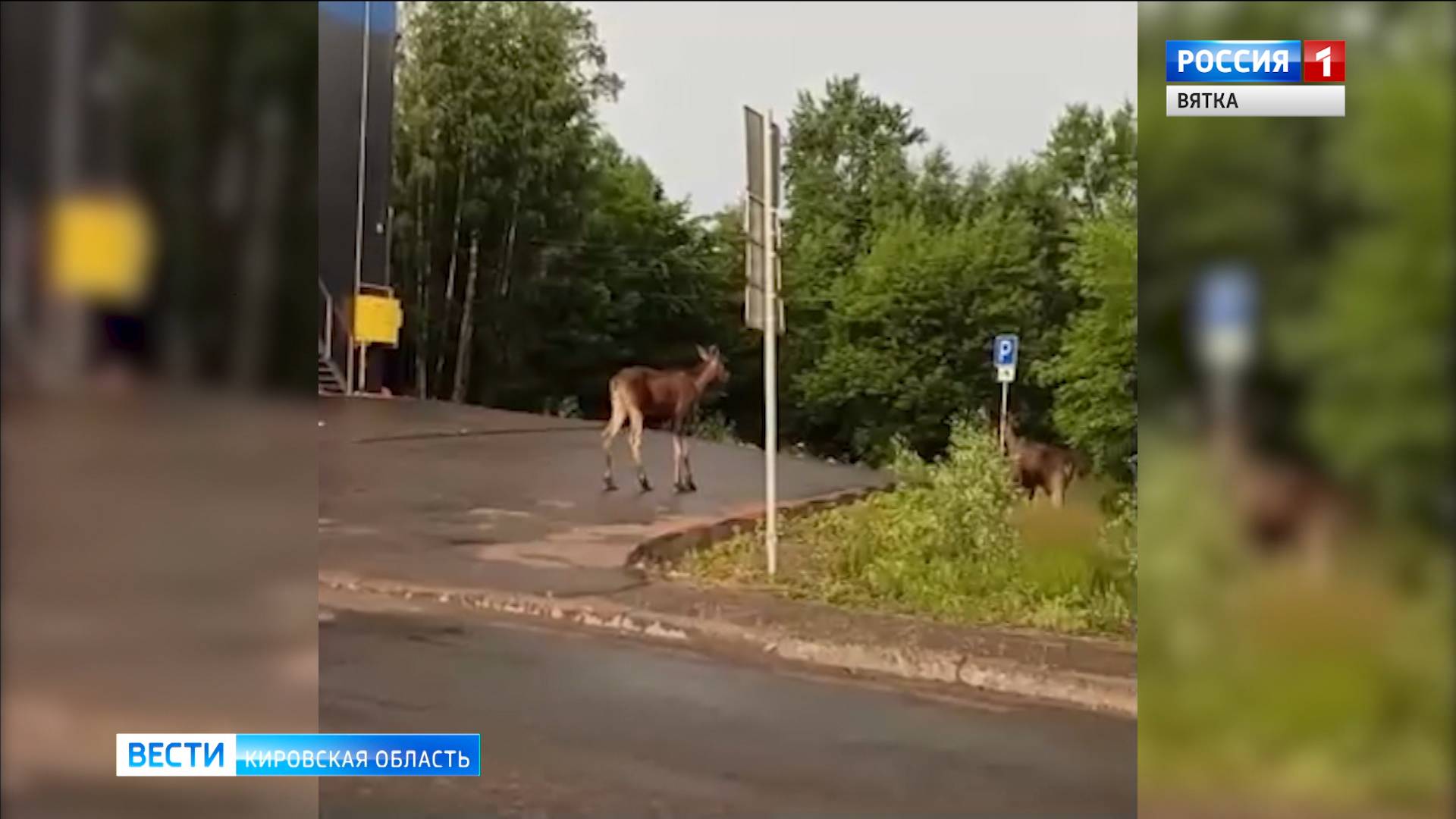 В Кирове на улице Мельничной заметили пару лосей