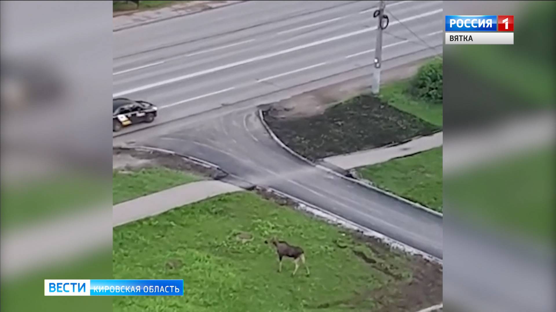 В микрорайоне «Солнечный берег» заметили лося