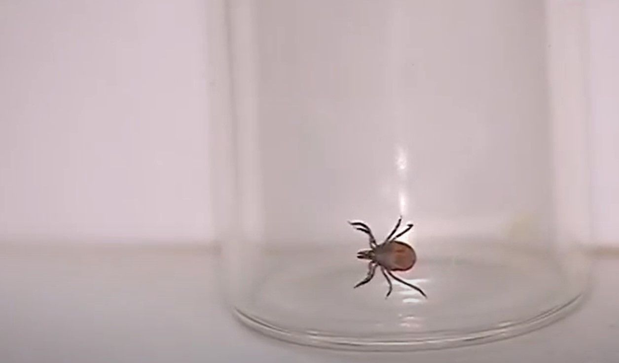 В Кировской области клещевым энцефалитом заболели 33 человека