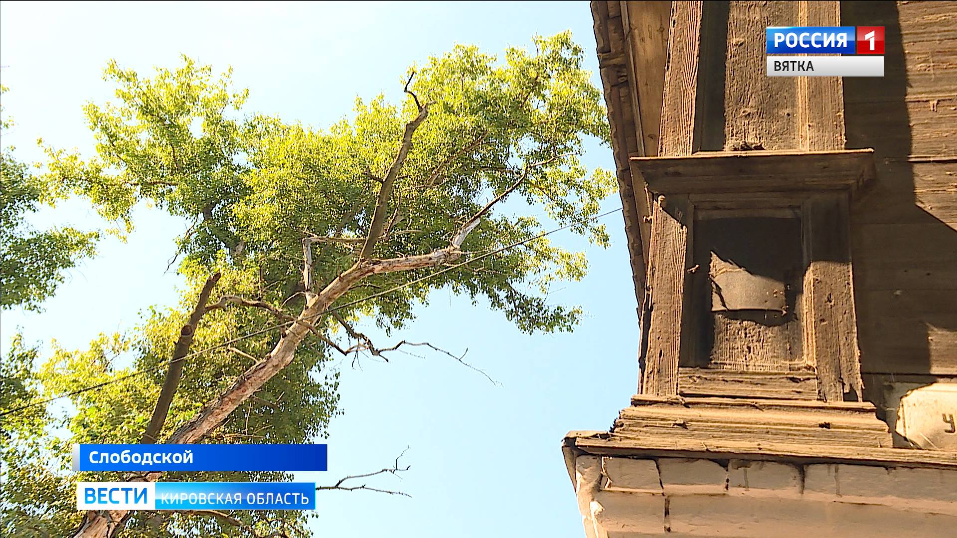 Жители Слободского пожаловались на ветхие тополя