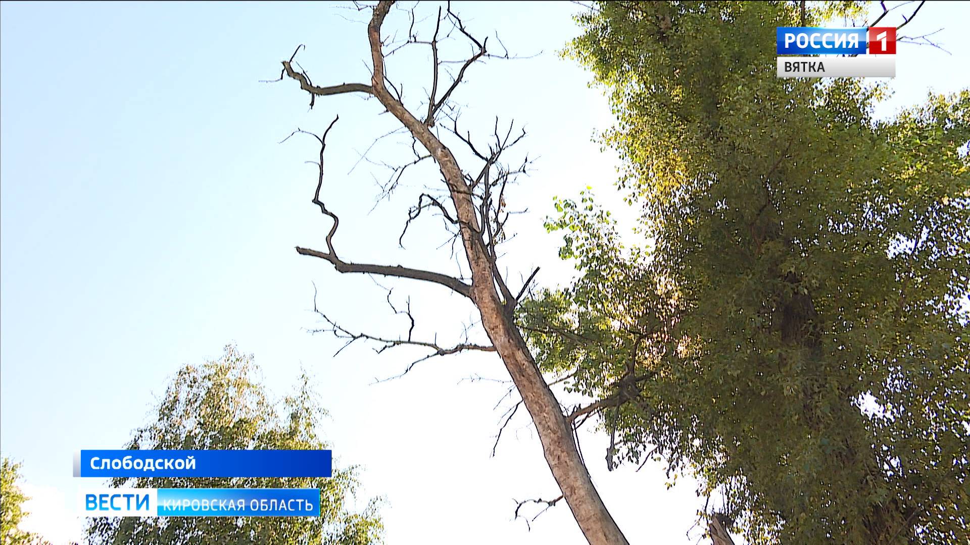 Жители Слободского пожаловались на ветхие тополя