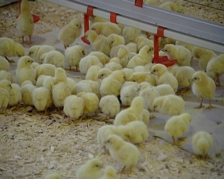 Имущество «Фаленской птицефабрики» продается единым лотом