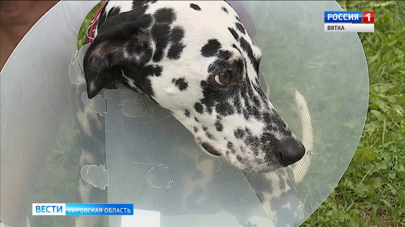 После нападения мастифа на далматинца владельцы собак разберутся в полиции