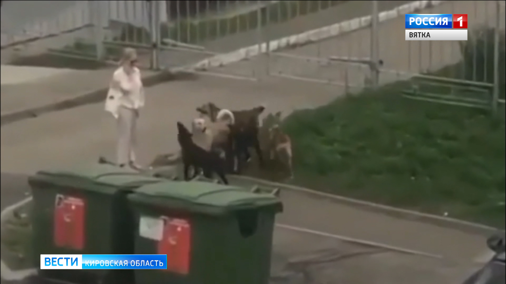 Стая собак на Казанской держит в страхе жителей Кирова