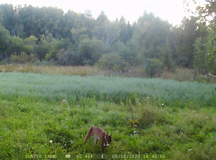 В Кировской области фотоловушка поймала рысь и лосей