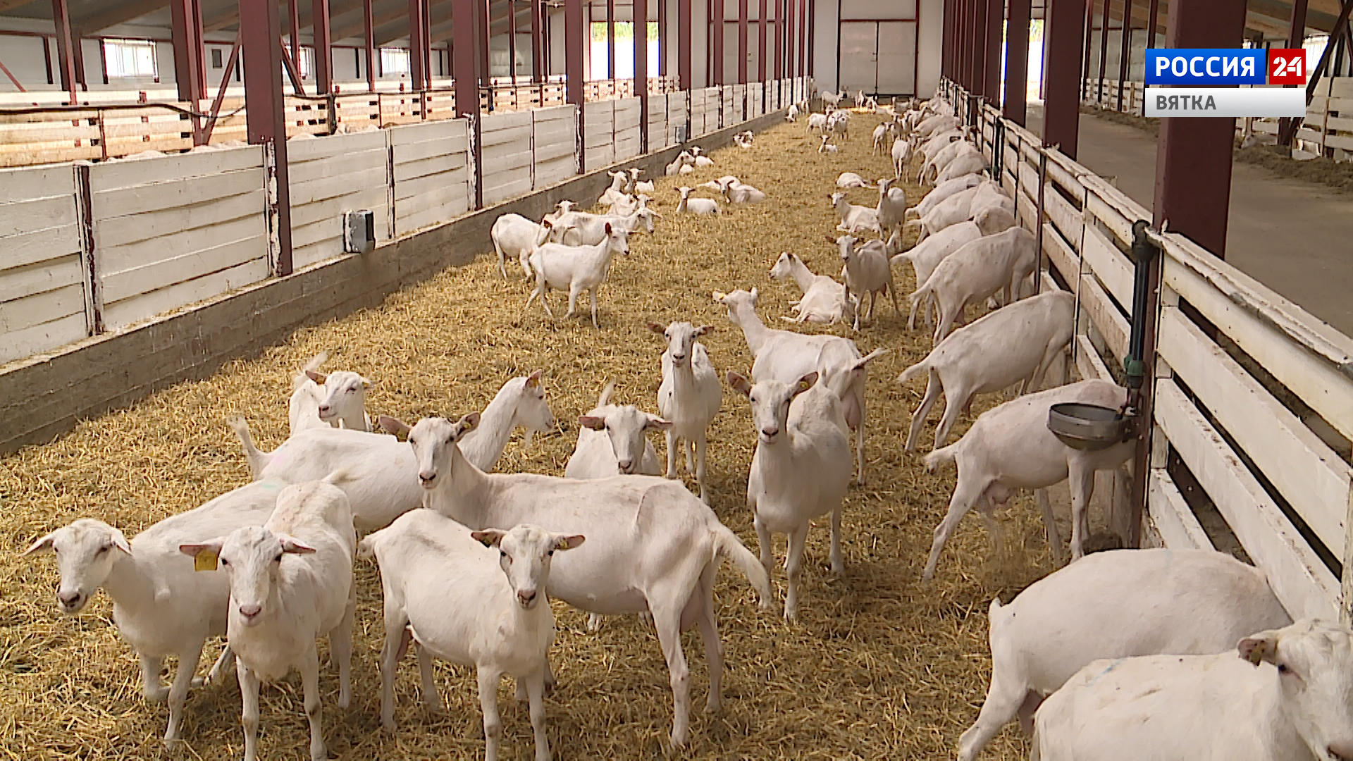 Вести. Киров  (Россия 24)  09.09.2020