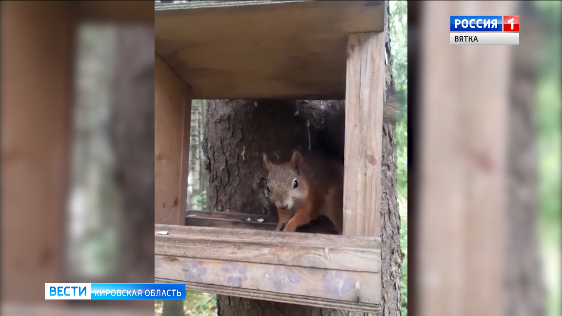 Кировский дендропарк облюбовали бесстрашные белки