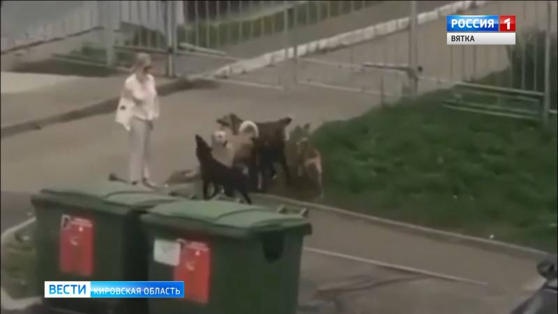 Стая собак на Казанской держит в страхе жителей Кирова