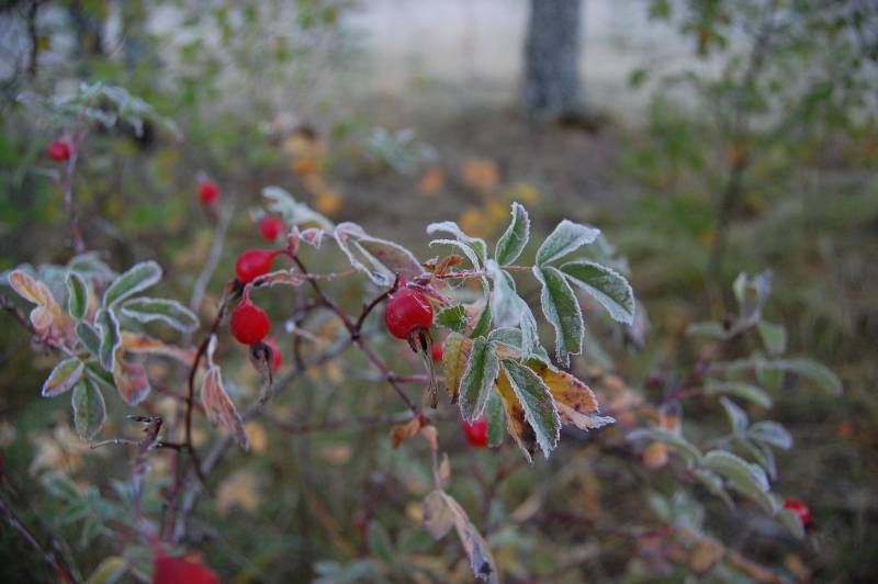 В Кировской области ожидаются заморозки на почве до -2