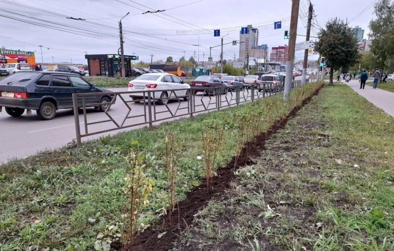 В Кирове вместо серых заборов начали садить живую изгородь