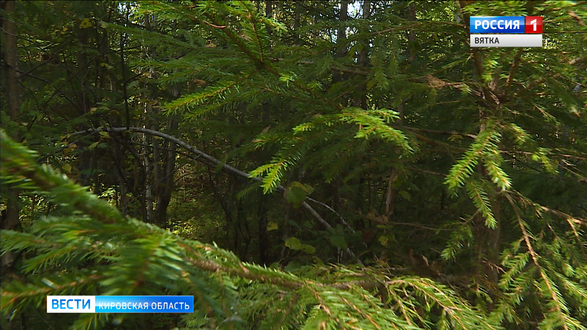 В Кировской области заблудившийся 18-летний студент пять ночей провел в лесу