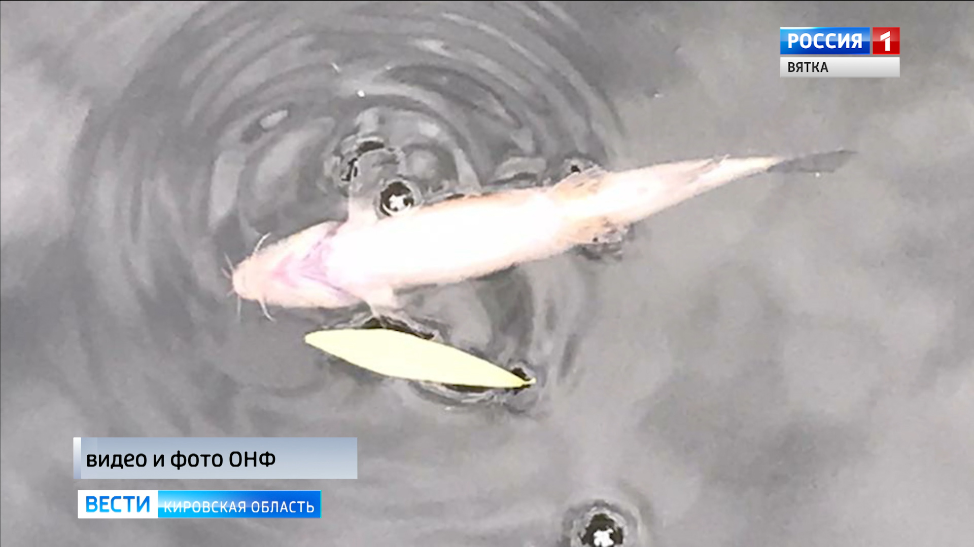 Кировскому предприятию грозит крупный штраф за загрязнение реки Чахловицы