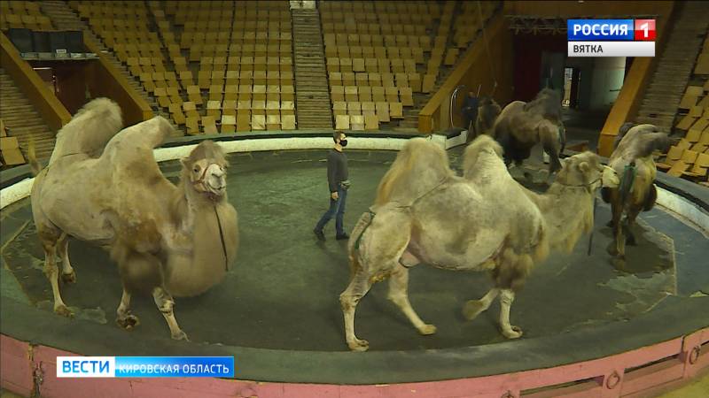 Пандемия внесла коррективы в планы Кировского цирка и Театра на Спасской