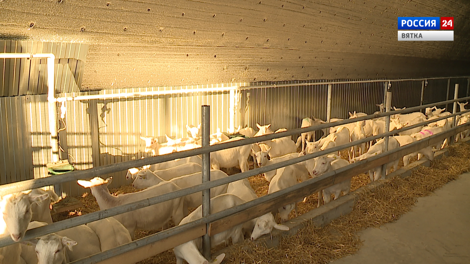 Вести. Агро (19.11.2020)