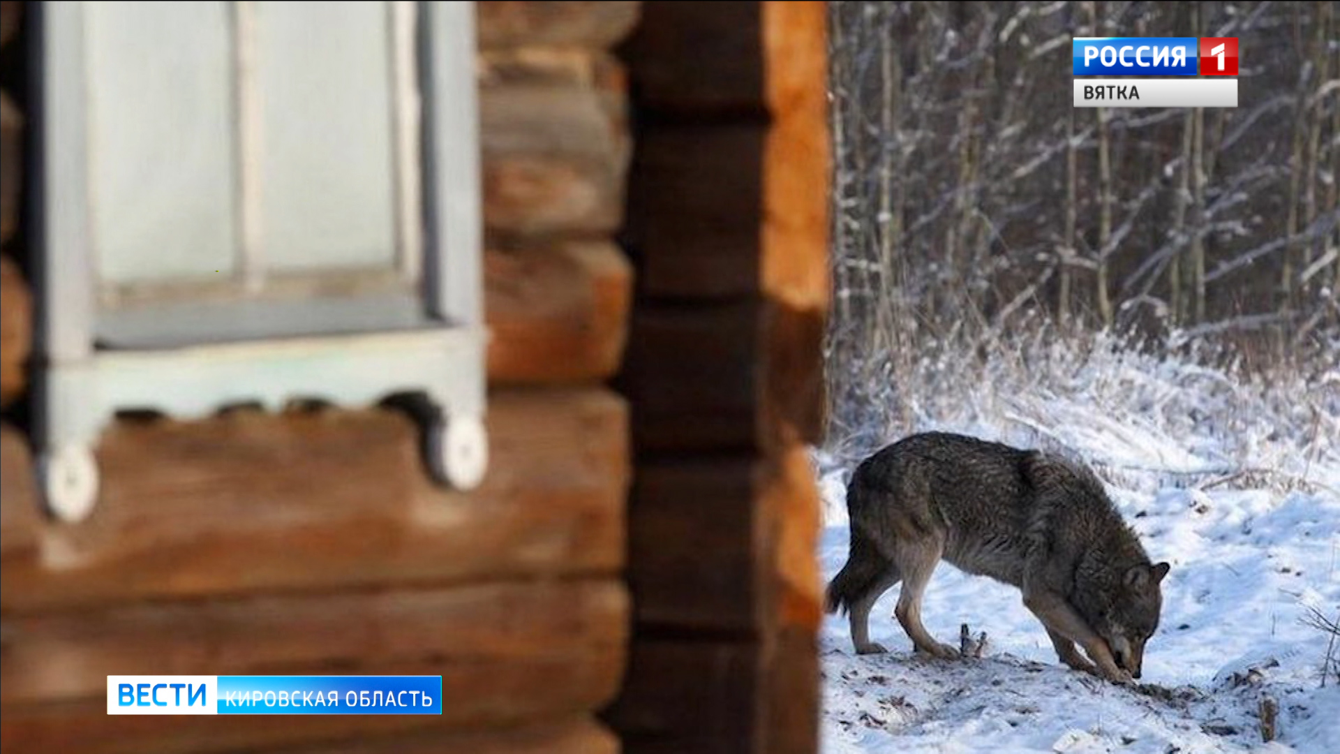 В поселке Рудничный волки напали на домашних животных
