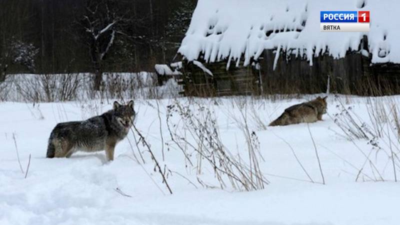 Вести. Кировская область (Россия 1)  26.11.2020