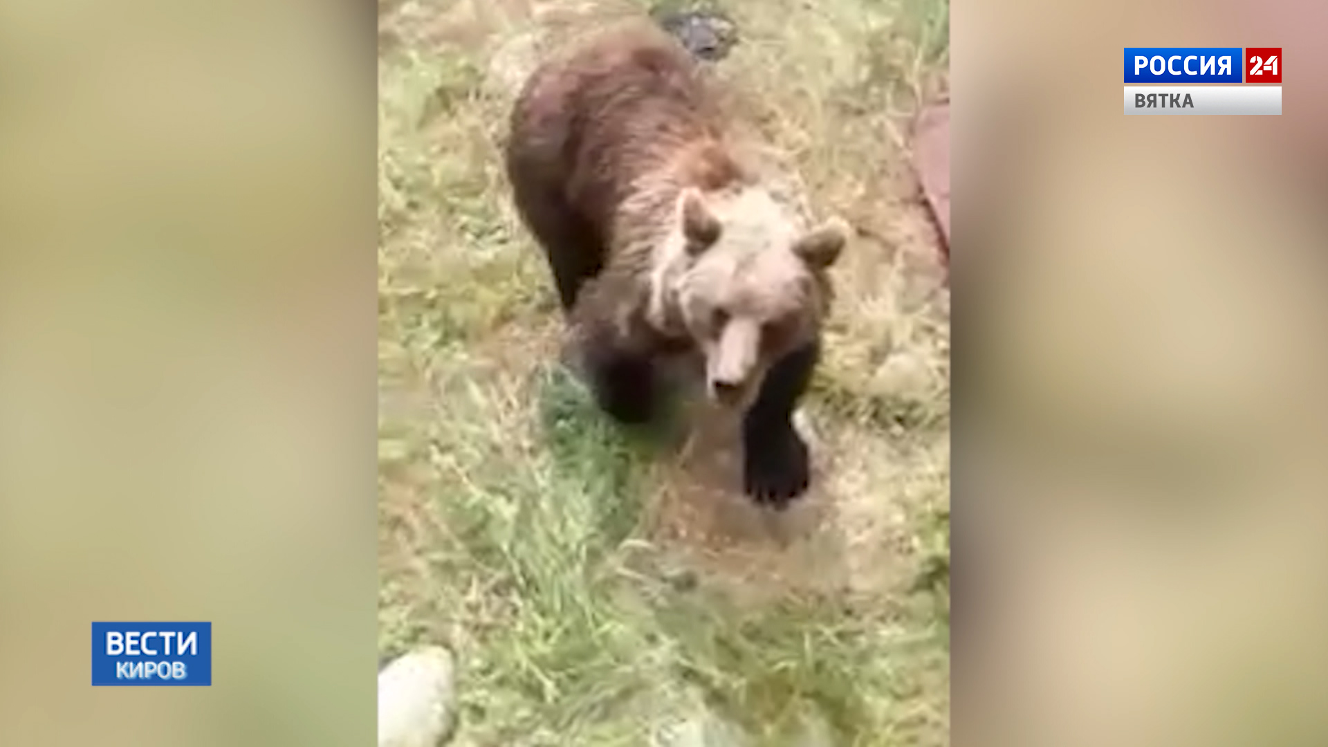 В Кировской области закрылся осенний сезон охоты на медведя