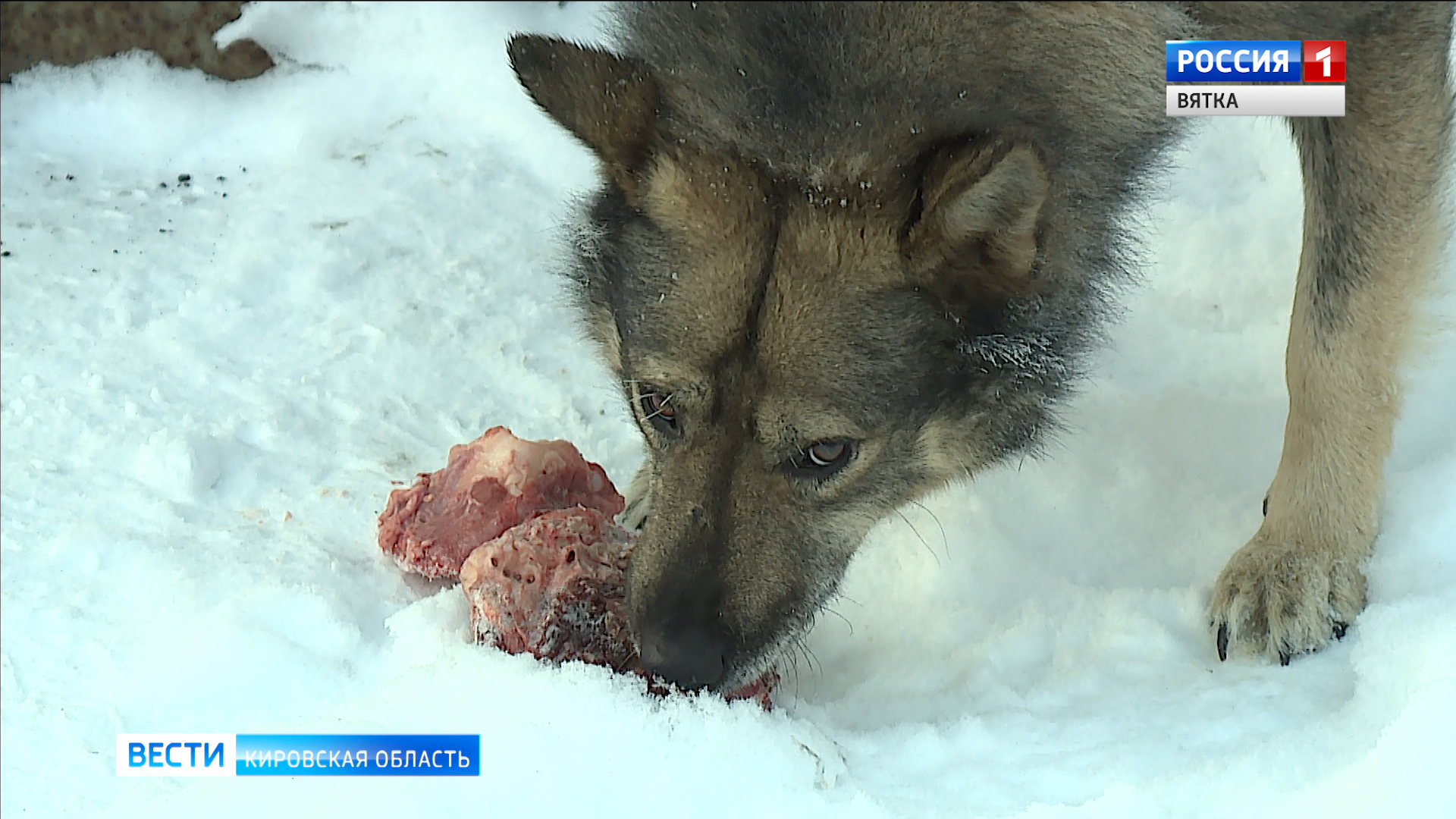Кировчане следят за судьбой собак, которые попали в капканы