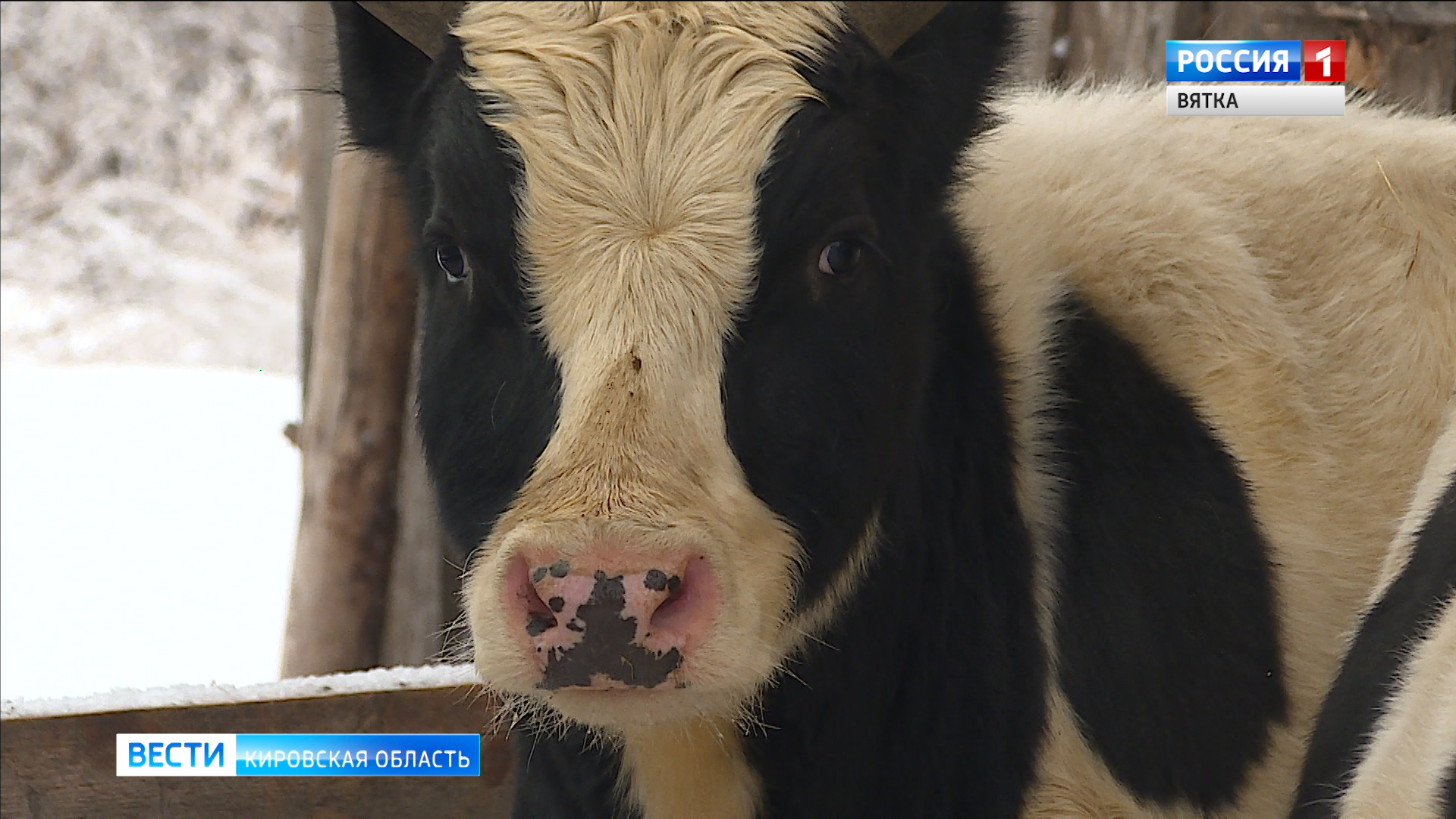 В Верхошижемском районе фермеры рассказали о быке - символе года