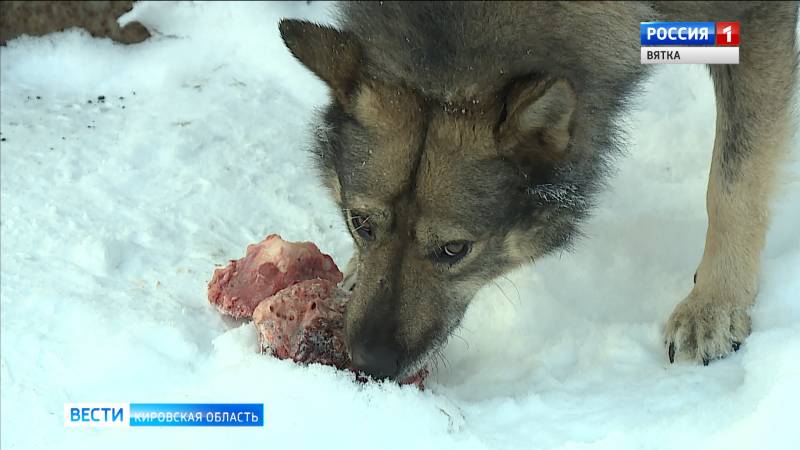 Кировчане следят за судьбой собак, которые попали в капканы