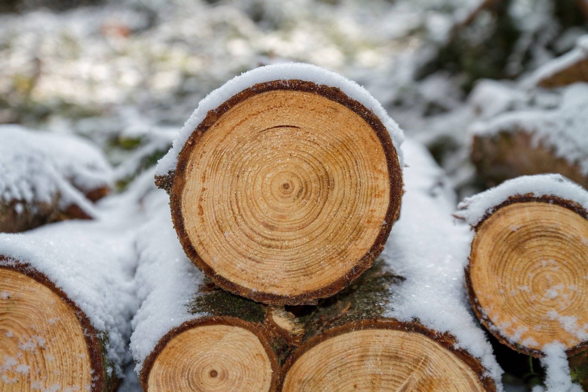 Из Кировской области экспортировали в 2020 году 744 тысяч кубов лесопродукции