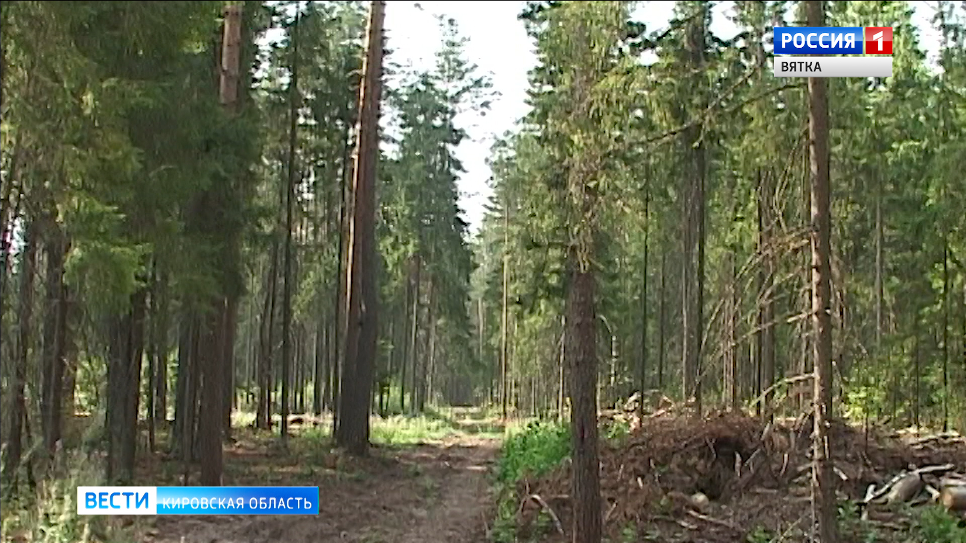 В Кировской области появится система «Умный лес»