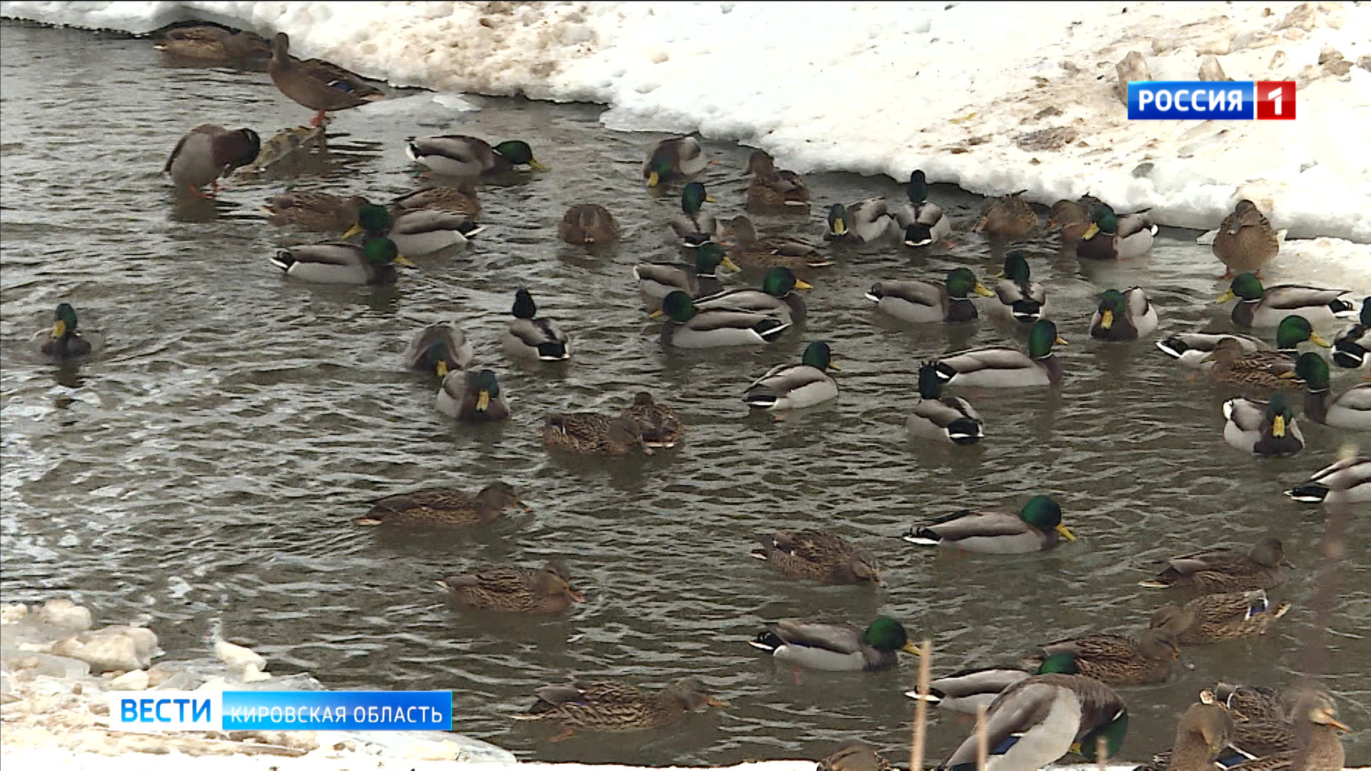 В Кирове зимует более трех с половиной тысяч уток