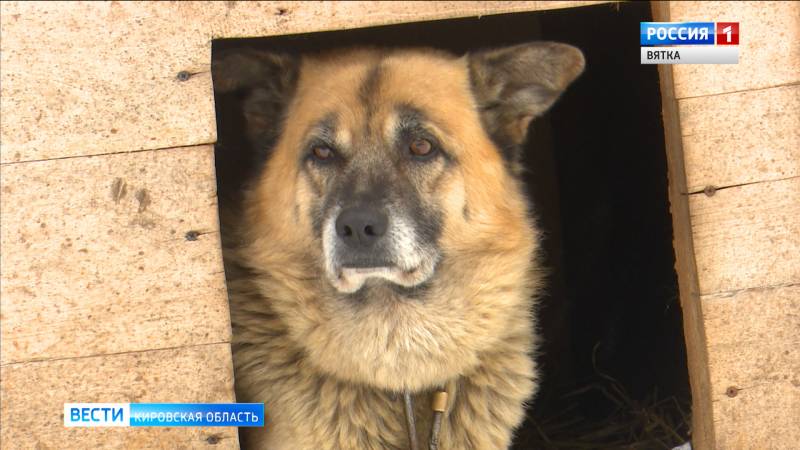 Кировская область отправила заявку на создание трёх приютов для бездомных животных
