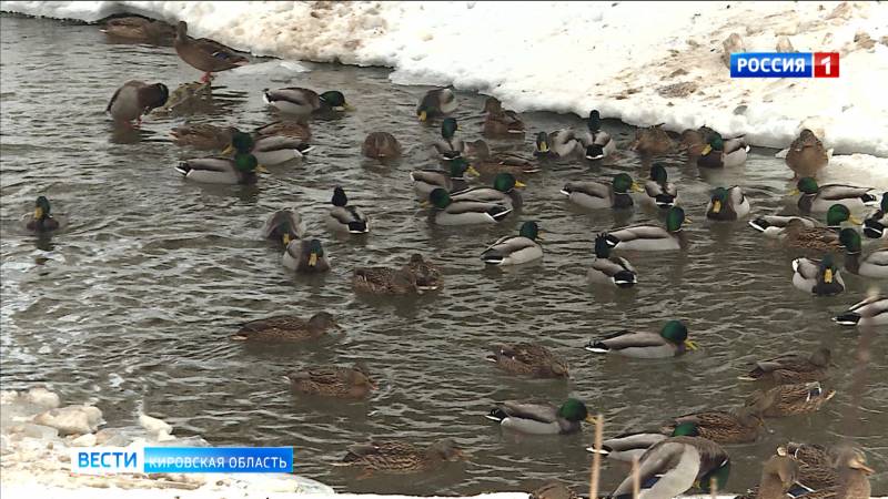 В Кирове зимует более трех с половиной тысяч уток