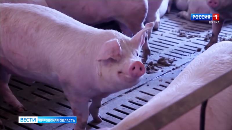 Африканская чума свиней продолжает подступать к Кировской области