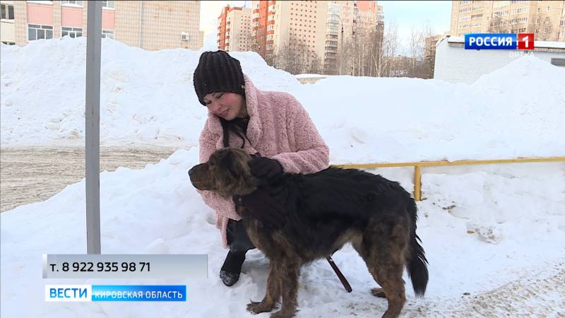 Кировские волонтеры ищут хозяев выжившей в жестокой расправе собаке