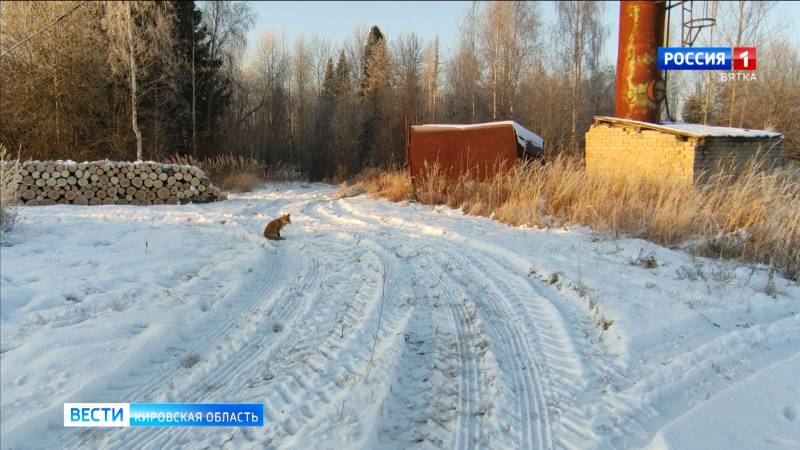 В Малмыжском районе зарегистрировали два новых случая бешенства