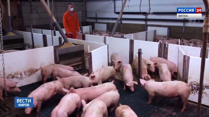 В Кировской области применяют меры против распространения АЧС