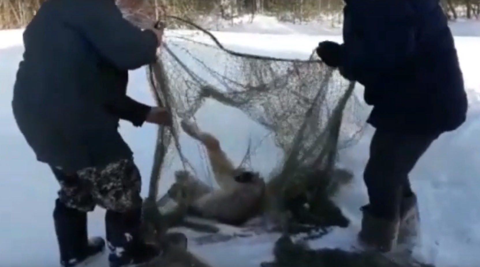 Рыси съели собаку в частной усадьбе в Белой Холунице