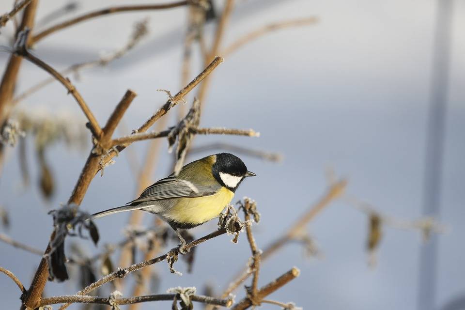 В выходные дни в Кировской области ожидается снег с дождем